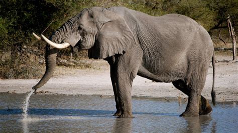 Animales Descubren Por Qué Los Elefantes Casi Nunca Desarrollan Cáncer