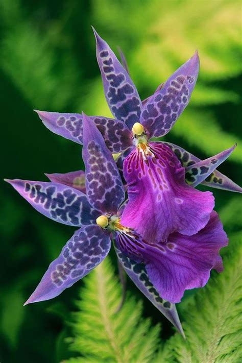 Les 20 Plus Belles Orchidées Du Monde Purple Orchids Unusual Flowers Orchids