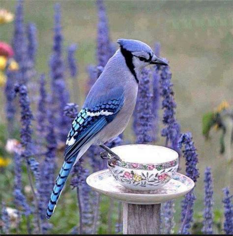 Explore the beauty of birds around you. Pin by 11 Giles Bookstore on Purple! | Birds, Blue jay ...