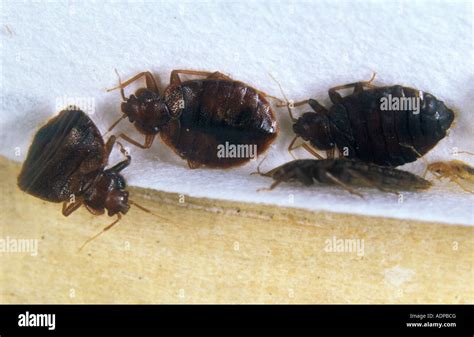 Bed Bugs Cimex Lectularius Stock Photo Alamy