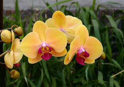 Orchids Flowers Free Image Download