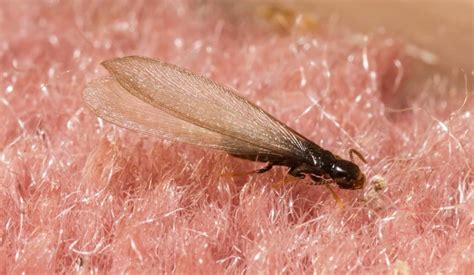 3 Important Facts To Know About Flying Termites