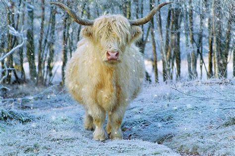 Scottish Highland Cow In Falling Snow Digital Manipulation