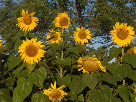 Sunflowers Are The Happiest Of Flowers