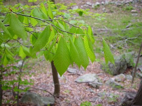 Fagus Grandifolia American Beech Go Botany