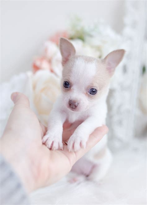 Tiny Chihuahua Teacup Puppies Teacup Puppies And Boutique