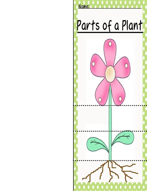 Parts Of A Plant Book Partsofaplantflipbook Parts Of A