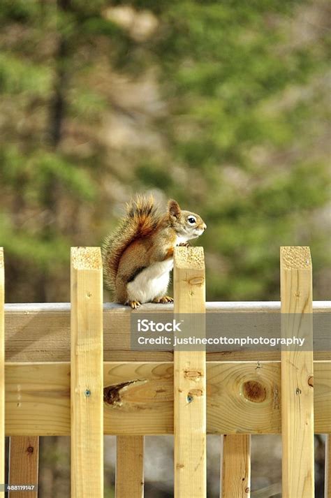 Brown Squirrel Stock Photo Download Image Now Animal Animal Hair