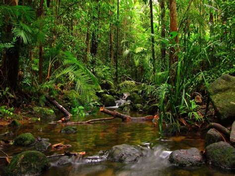 Pin By Dana Sprinkle On Peaceful Places Rainforest Pictures Jungle