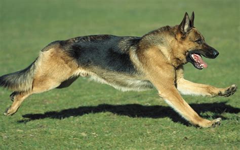 How To Raise A German Shepherd Pets Grooming Prices