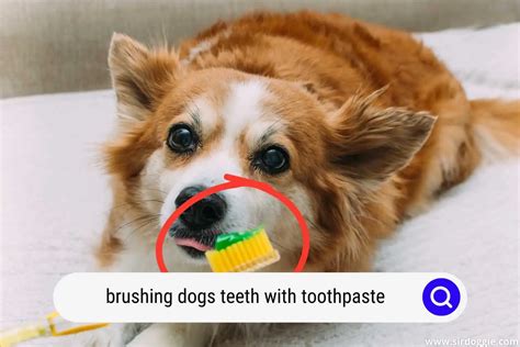 Can I Brush My Dogs Teeth With Toothpaste