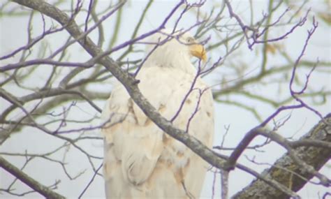 Rare White Bald Eagle Spotted In Oklahoma Oklahoma News