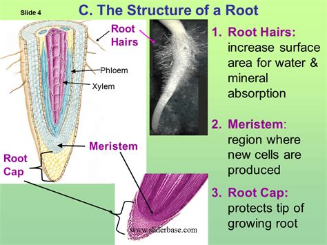 How Is The Structure Of A Root Adapted For Its Functions Rootsg