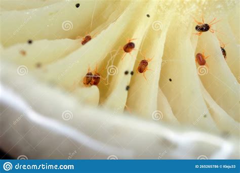 Mite Under The Human Skin Royalty Free Stock Photo