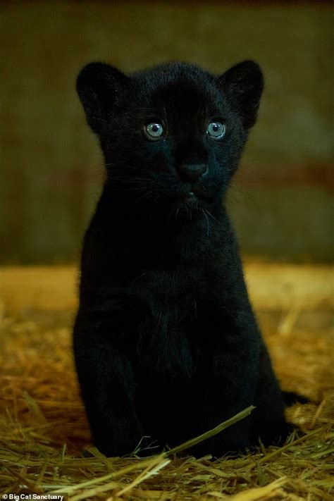 Adorable Female Black Jaguar Cub Born At A Big Cat Sanctuary In Kent