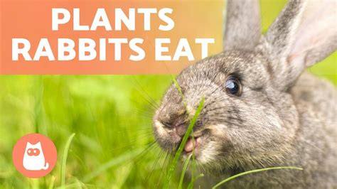 Plants Rabbits Can Eat🐰🌿 Wild And Domestic Plant Types Pet News Live