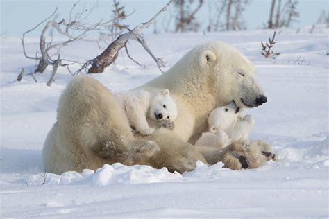 Polar Bear Mother And Cubs Photography