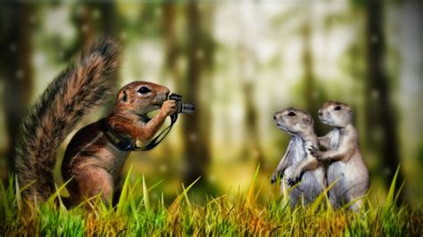 Funny Animals Squirrels Wallpapers Hd Wallpapers And Images