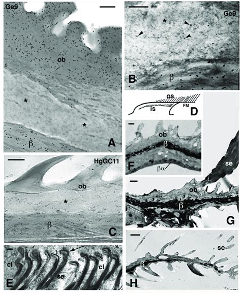 Electron Microscopic Details Of External Corneous Layers Of Pad
