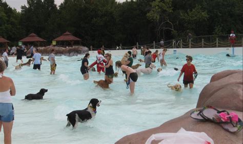 Pools And Water Parks Open For Dogs Updated List More Added Kplx Fm