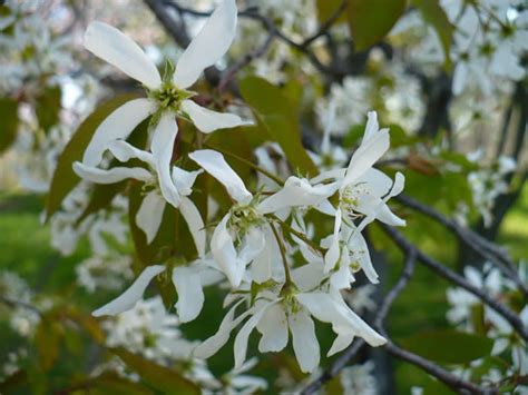 Allegheny Serviceberry Amelanchier Laevis The Arboretum