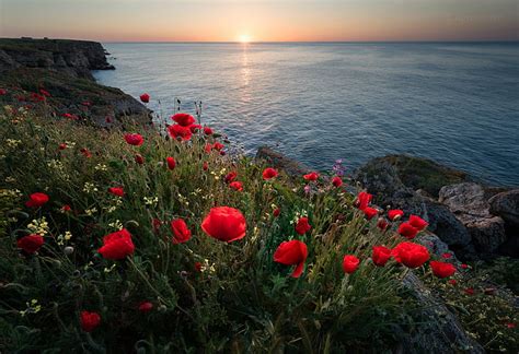 Hd Wallpaper Earth Ocean Coastline Flower Horizon Poppy Red