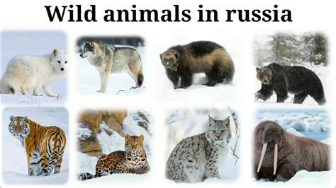 Top 178 Animals That Live In Russia