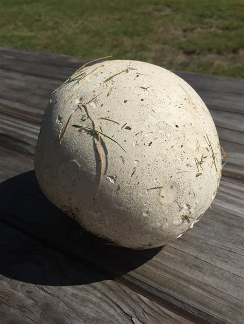 Edible Puffball 6 Inches Across For Ref Any Help Wud Be Much