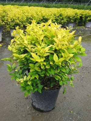 An excellent upright deciduous shrub best used for informal, unclipped hedges. Golden Vicary Privet - Wilson Nurseries