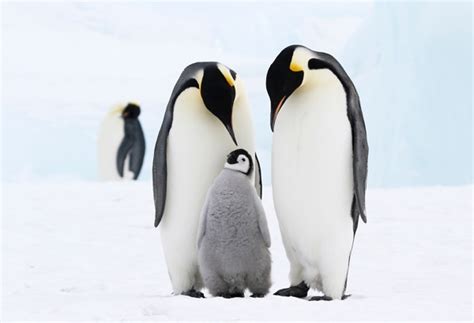 Adopt A Penguin Wwf Animal Adoptions From £300 A Month