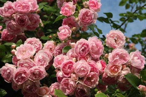 Плетистая роза 60 фото виды выращивание уход и посадка