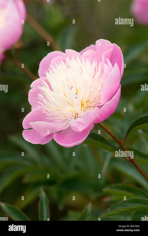 Peony Hi Res Stock Photography And Images Alamy