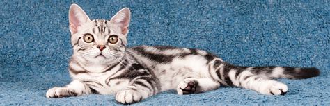 American Shorthair Cat Breed Information Characteristics And Facts