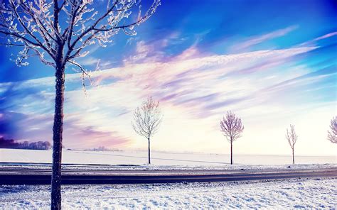 Snow Winter Trees Wallpapers Hd Wallpapers Id 14178