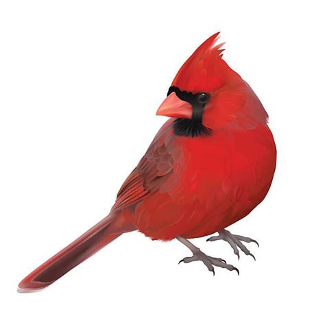 Royalty Free Cardinal Clip Art Vector 2 Clipart Cardinal Birds