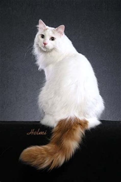 turkish van turkish van cat stock image image  head legs  learn