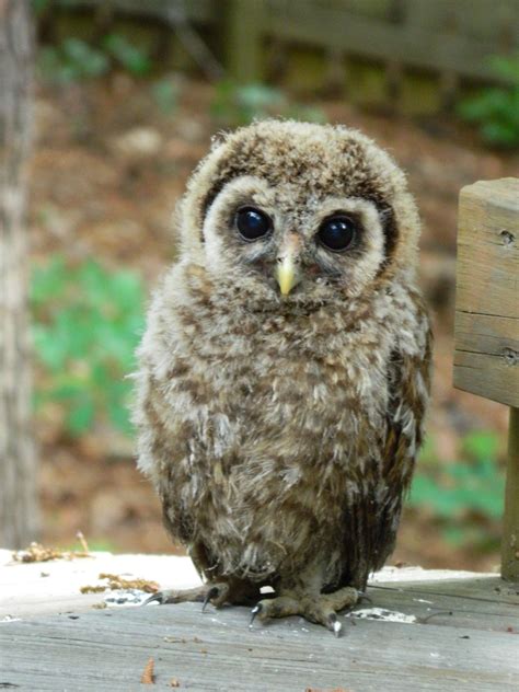 29 Cute Baby Owl 2023
