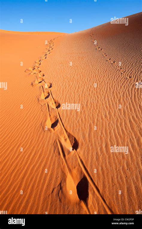 Animal Tracks In Red Sand Sossusvlei In The Namib Desert Namib