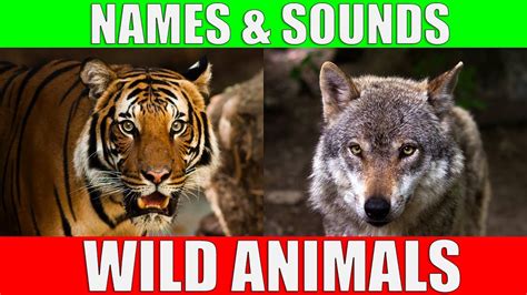 View Sounds Of Wild Animals Full Temal