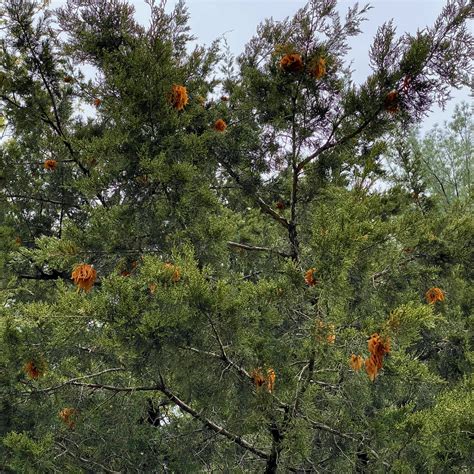 Carrot like shapes emerging from a small cone on this cedar tree. Creepy Orange Fungus ~ Cedar-Apple-Rust ~ Vic's Tree Service