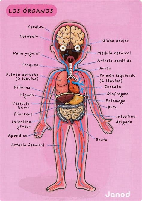 Picasa Web Albums Glòria P El Cuerpo Humano Organos Del Cuerpo