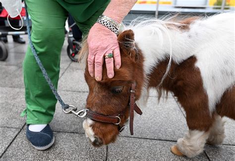 Worlds Smallest Horse 20 Inch Pony Vies For Guinness World Record