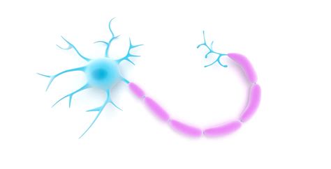 Plasticidad Neuronal Regeneración Y Degeneración Nerviosa
