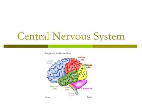 Ppt Central Nervous System Powerpoint Presentation Free Download