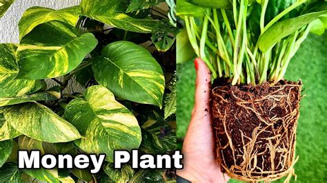 How To Grow Money Plant In Soil Propagate Money Plant Cuttings Youtube