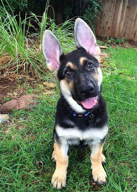 German Shepherd Puppies From Fnk Far North Kennel