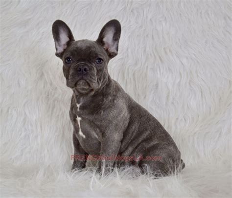 All the information you need to control the weight of your french at 6 months, the french bulldog female weighs on average between 6.3 kg for the smallest individuals and 10 kg for the largest individuals. Available Puppies - French Bulldogs LA