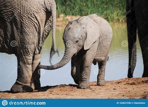 Cute Baby Elephant At Addo National Elephant Park Stock