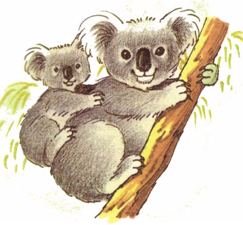 S De Animales S De Koalas