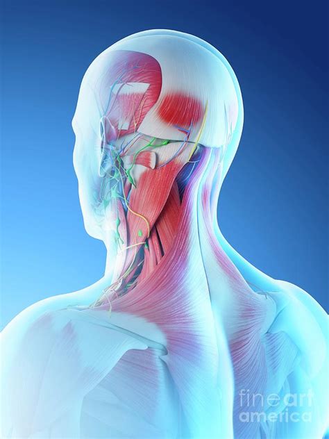 Male Head And Neck Muscles Photograph By Sebastian Kaulitzkiscience